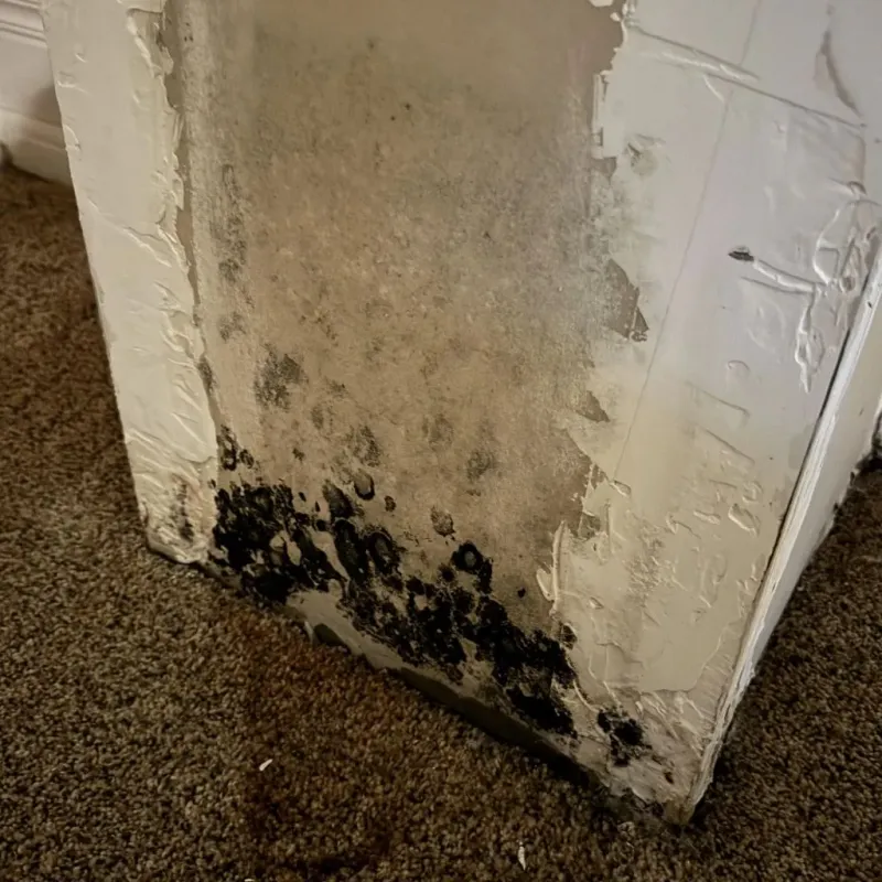 Professional Mold Removal in Denton, TX